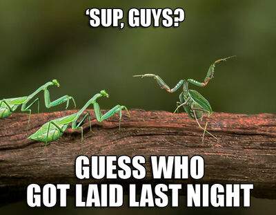 they_did_it_mantis-style_28i.jpg