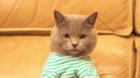 cat_shitpost.gif