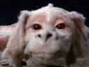 falkor.gif