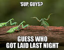 they_did_it_mantis-style_28i.jpg